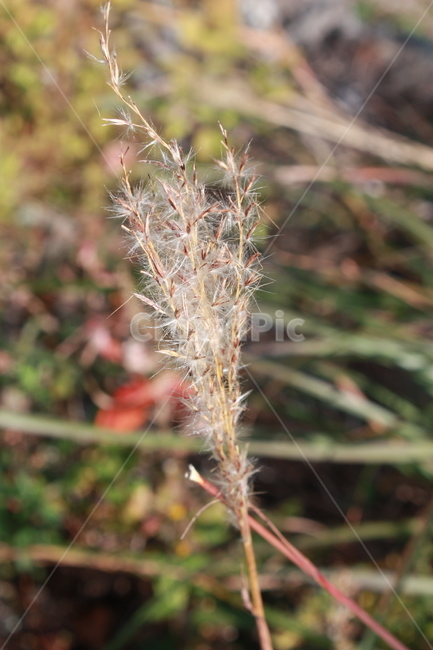grass,plant,식물,lawn,잔디,식물,자연,plants,nature