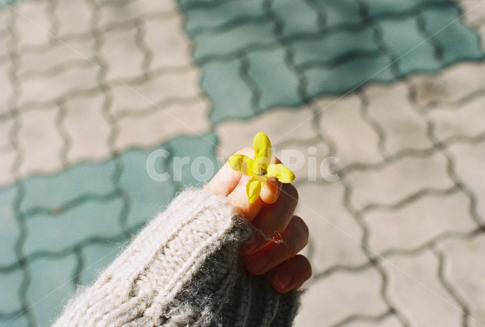손,꽃,개나리,봄,봄꽃,꽃,flower,사람,인물,인간,human,person,신체일부,몸,body,감성,sensible,feeling