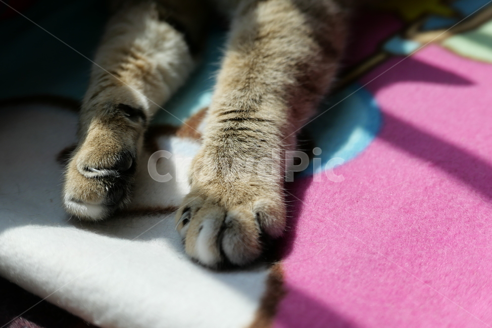 고양이,코숏,길고양이,동물,반려묘,반려동물,cat,kitten,animal