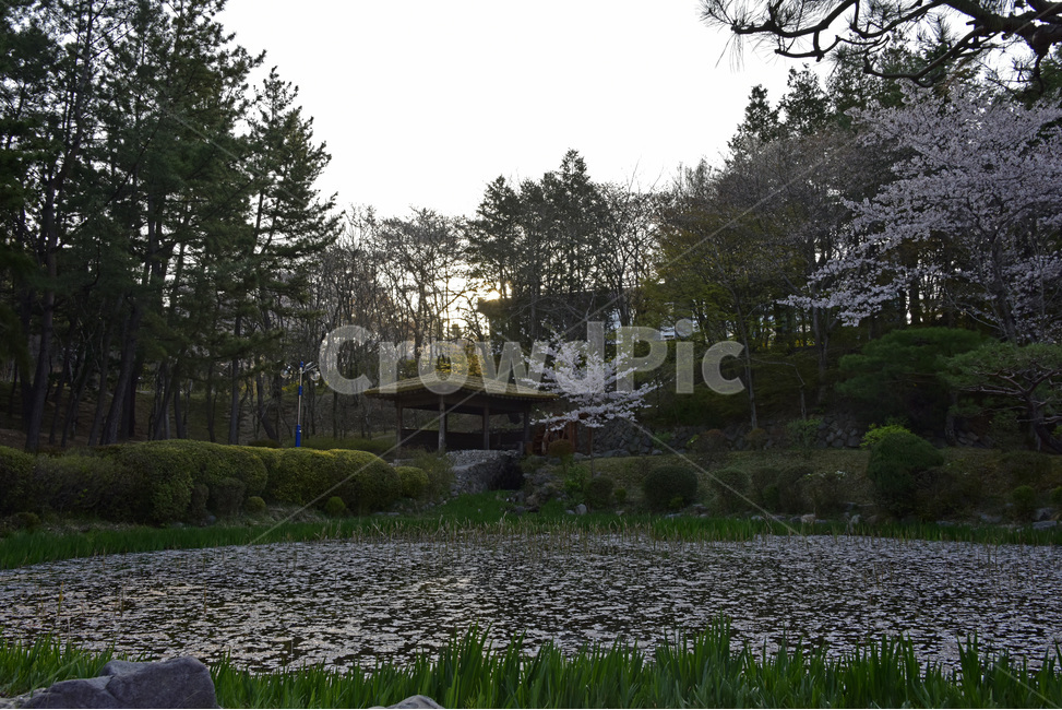 보문정,경주,보문관광단지,벚꽃,호수,작은연못,자연,풍광,경치,자연,풍경,nature,landscape,plant,식물,outdoors,옥외,tree,나무