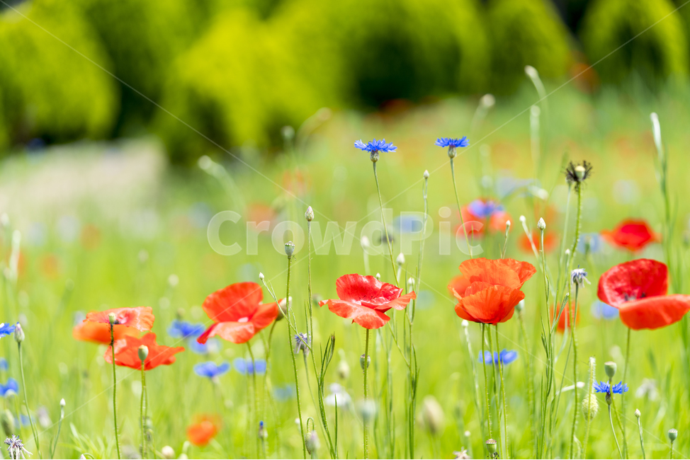 양귀비,양귀비꽃,6월,매크로,opiumpoppy,빨강,식물,자연,plants,nature,꽃,flower