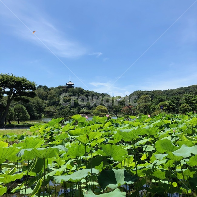 연잎,산,화창한,풀,mountain,clear,grass,자연,풍경,nature,landscape,green,초록,leaf,잎,plant,식물,outdoors,옥외,land,땅