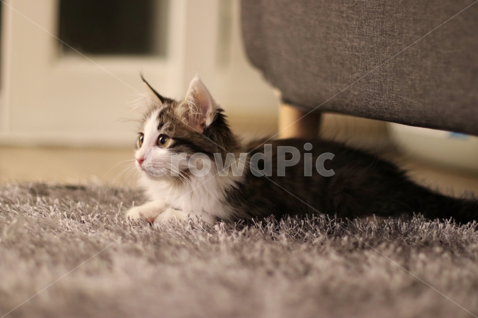 고양이,아기고양이,반려동물,냥이,애완동물,노르웨이숲,동물,animal,포유류,mammal,고양이,cat,kitten,kitty