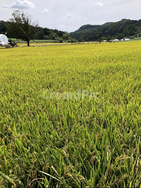 논,농가,가을,벼,쌀,자연,시골,풍경,자연,풍경,nature,landscape,outdoors,옥외,grassland,목초지,field,들