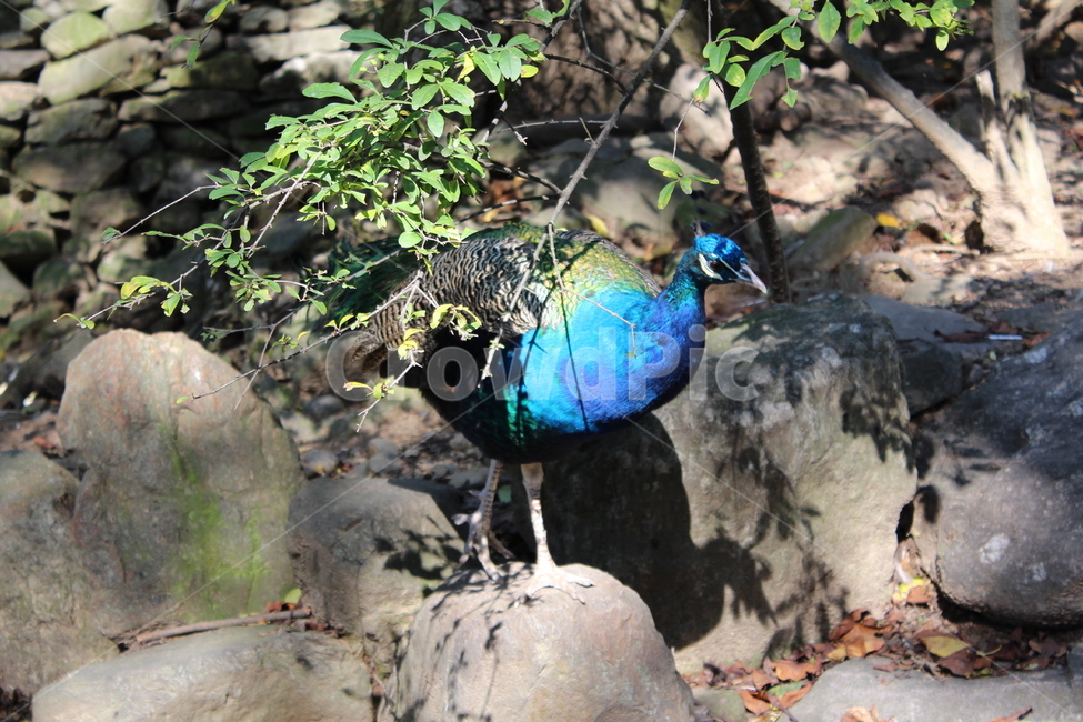 peacock,zoo,peahen,공작,동물원,동물,animal,bird,새,조류,자연,nature,동물,animal,조류,새,birds