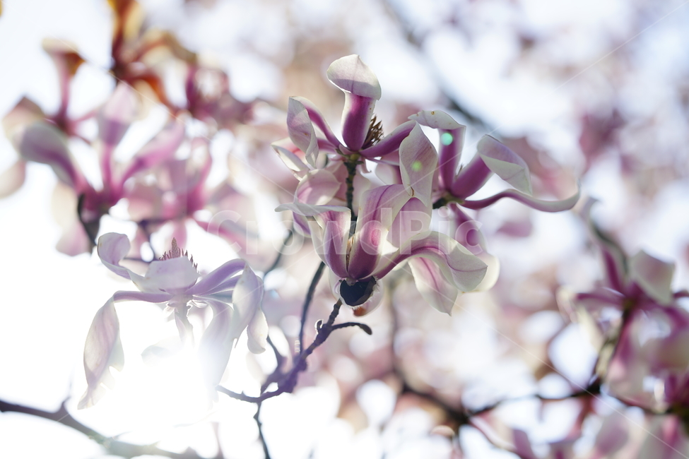 목련,자목련,봄,Spring,Magnolia,봄,계절,spring,season,식물,자연,plants,nature,꽃,flower,plant,blossom