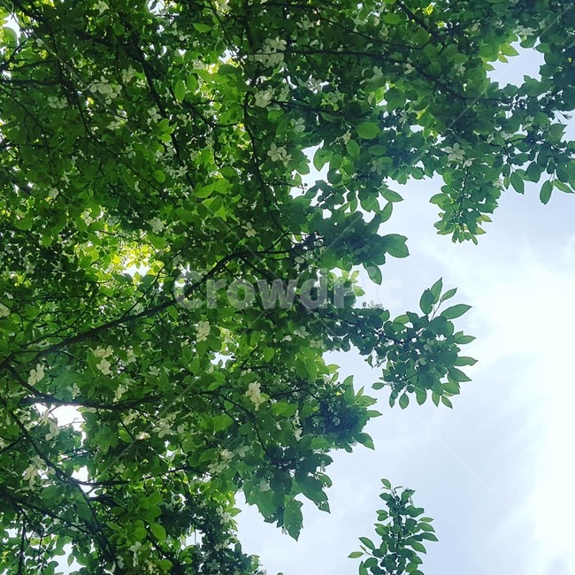 자연,공원,나뭇잎,나무,초록,꽃,감성,감성사진,힐링,하늘,색,색감,색채,치유,산책,healing,sky,park,walk