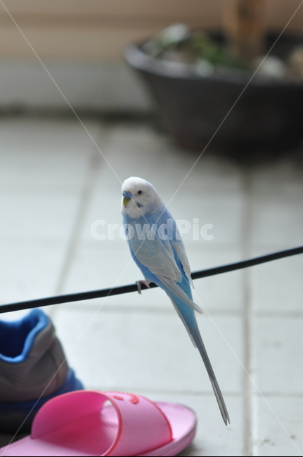 사랑앵무,잉꼬,새,조류,앵무새,파란새,동물,animal,조류,새,birds