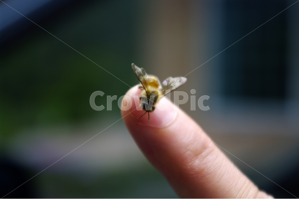벌,곤충,손,손가락,꿀벌,bug,동물,animal,곤충,벌레,insect,bug