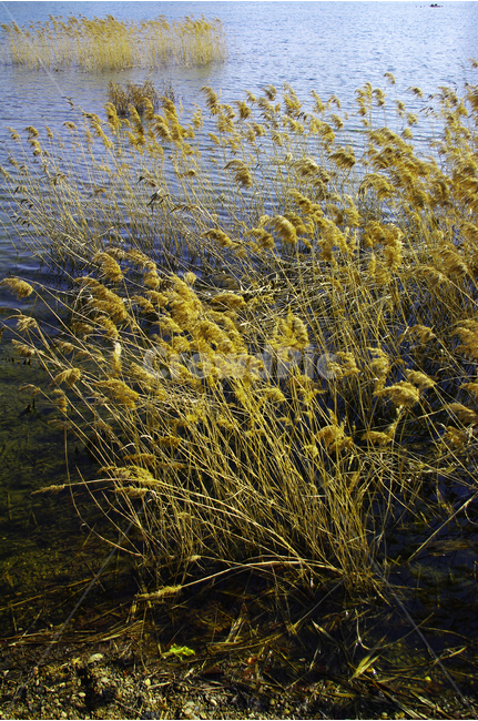 호수,겨울,갈대,식물,물결,호수공원,빛,감성,겨울,계절,winter,season,식물,자연,plants,nature