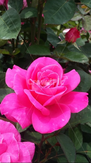 꽃,자연,계절,플라워,아름다움,색감,개화,flower,식물,자연,plants,nature,꽃,flower