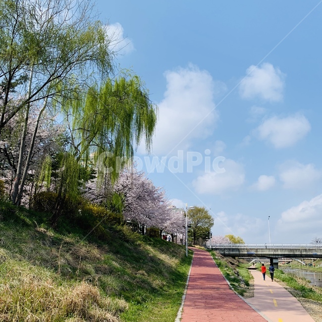 하늘,벚꽃,봄,꽃,자연,풍경,식물,파란색,분홍색,배경,감성,spring,plants,nature,flower,tree,다리,길,초록색,구름