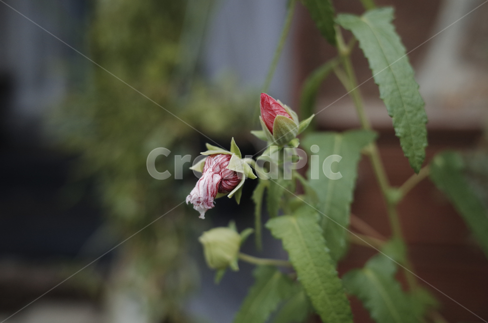 꽃,flower,식물,plant,green,초록,잎,들꽃,bud,꽃송이,꽃봉오리,red