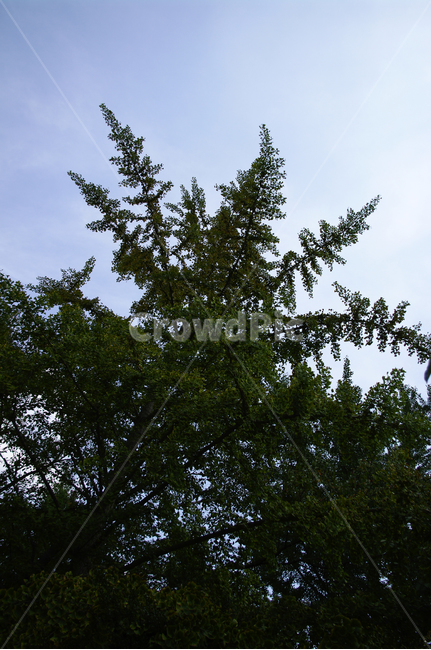 은행나무,하늘,나무,식물,잎,식물,자연,plants,nature,나무,trees,wood