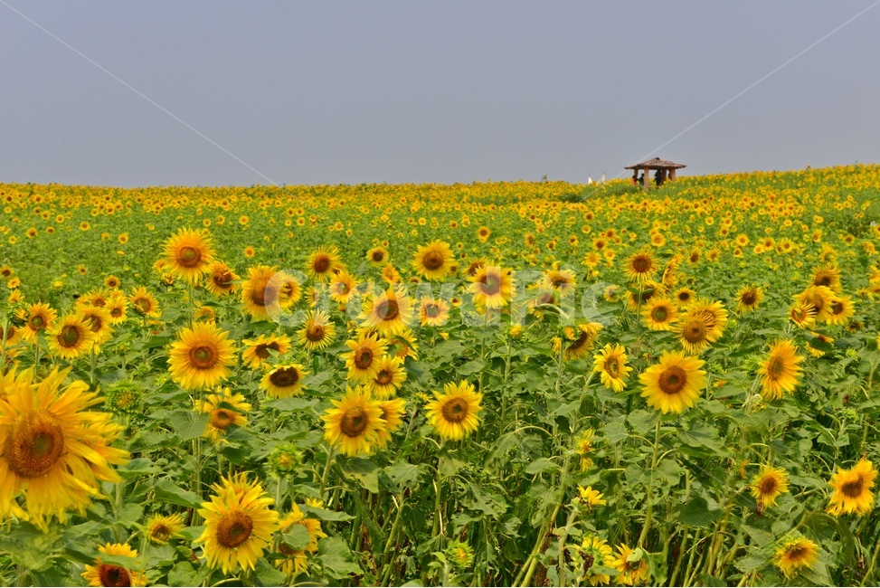 plant,식물,flower,blossom,해바라기,해바라기꽃,해바라기밭,고창,학원농장,농장,자연,경치,경관,풍경,원두막