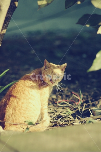 고양이,길고양이,cat,cute,동물,animal,동물,animal,포유류,mammal,고양이,cat,kitten,kitty,감성,sensible,feeling