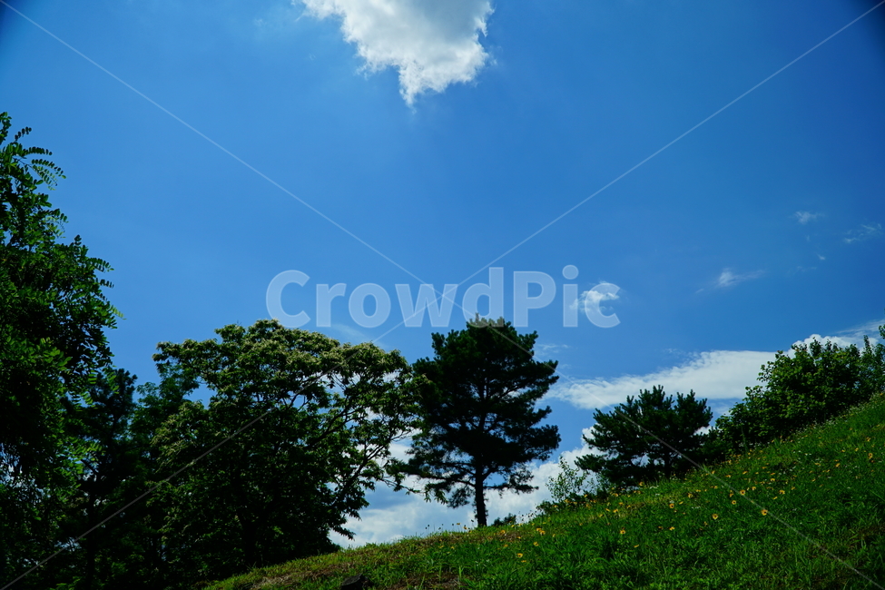 자연,하늘,구름,나무,풍경,nature,sky,cloud,tree,landscape,경치,scenery,scene,view,한국,서울,한국자연,korea,seoul,산책,6월,june