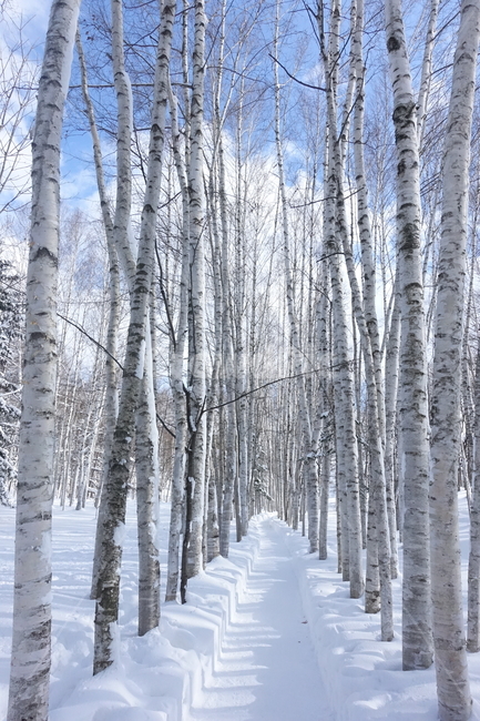 자작나무,겨울,눈,자작나무숲,tree,나무,winter,겨울,계절,winter,season,자연,풍경,nature,landscape