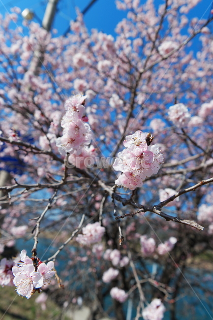 매화,꽃,매화꽃,하얀꽃,봄,봄꽃,blossom,식물,flower