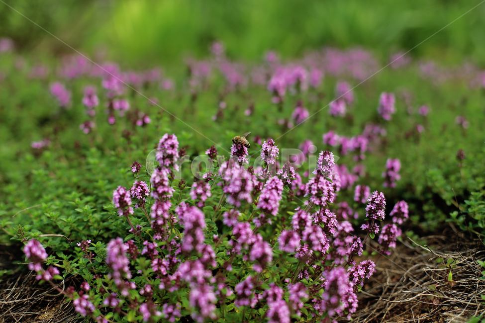 plant,식물,꽃,벌,flower