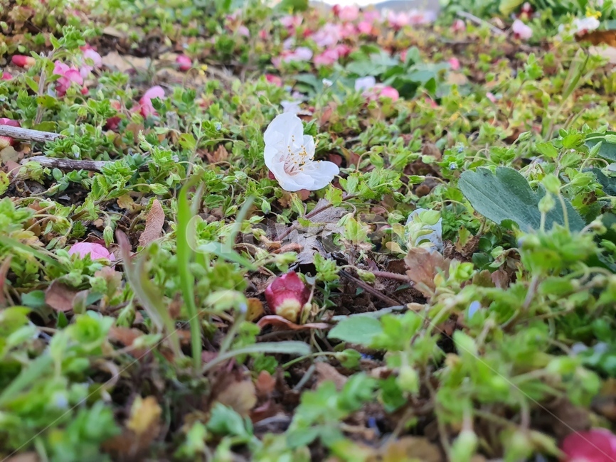 식물,plant,꽃,살구꽃,잎,식물,자연,plants,nature,꽃,flower