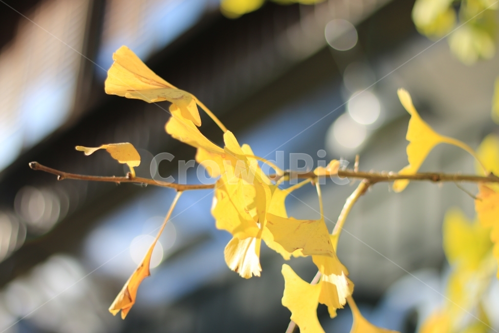 가을하늘,낙엽,은행나무,노랑색,파란하늘,하늘,가을,fall,sky,가을,계절,fall,autumn,season,식물,자연,plants,nature,blossom,꽃,petal,꽃잎,plant,flower,leaf,잎