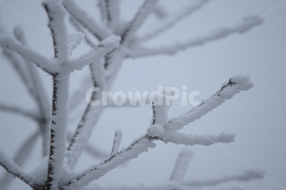 풍경,눈,눈꽃,자연,나무,겨울,나뭇가지,겨울,계절,winter,season,식물,자연,plants,nature