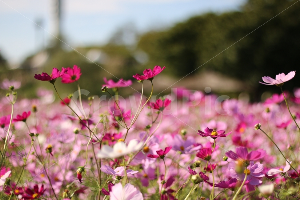 코스모스,가을,꽃,꽃밭,자연,flower,flowers,cosmos,가을,계절,fall,autumn,season,식물,자연,plants,nature,꽃,flower,감성,sensible,feeling,geranium,제라늄,blossom,plant,petal,꽃잎