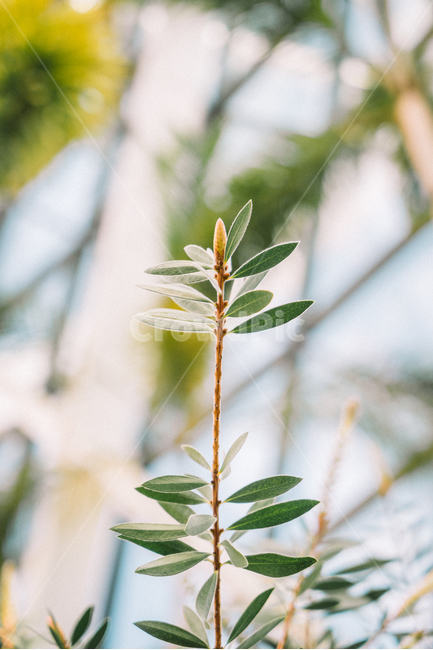 식물,잎,이파리,풍경,배경,바탕화면,배경화면,자연,plant