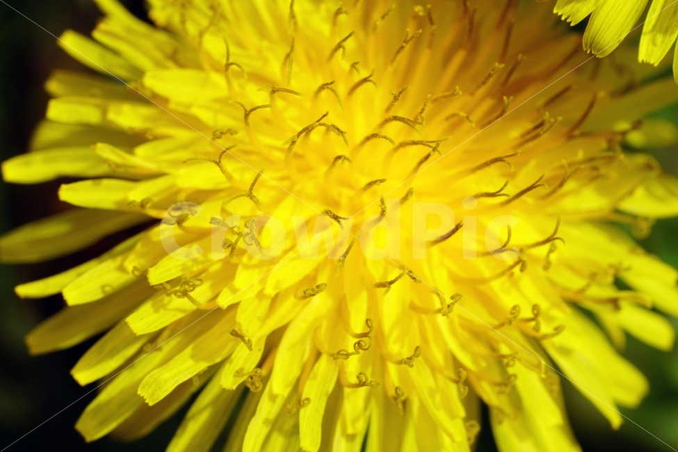 봄,꽃,자연,식물,spring,flower,nature,plants,민들레,이파리,꽃봉오리,접사,macro,클로즈업,closeup,tree,숲,숲속,산림,삼림,조경,봄꽃,감성,힐링,풍경,landscape,식물,자연,plants,nature,꽃,flower