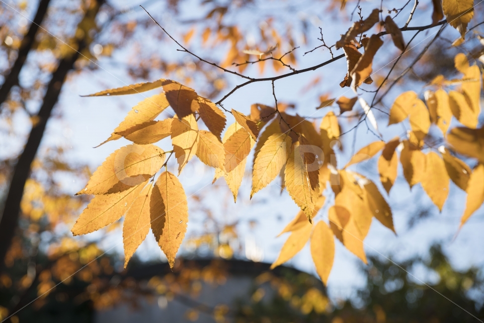 풍경,가을,단풍,나무,빛,감성,가을,계절,fall,autumn,season,식물,자연,plants,nature,plant,leaf,잎