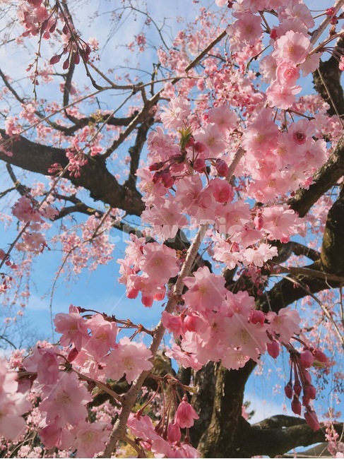 봄,벛꽃,핑크,매화,나무,blossom,꽃,flower,식물,자연,plants,nature,꽃,flower