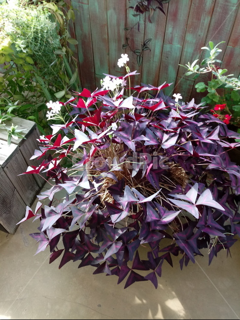 사랑초,plant,leaf,잎,flower,꽃,식물,식물,자연,plants,nature
