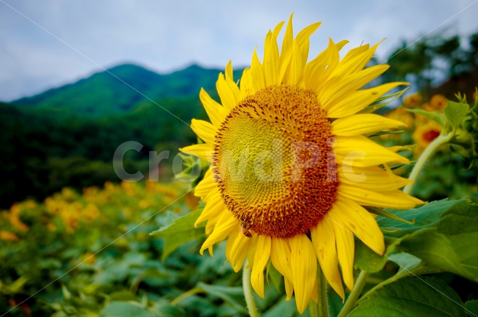 감성사진,풍경사진,스냅,인물,일상,식물,동물,여름,계절,summer,season,식물,자연,plants,nature,꽃,flower,plant,blossom
