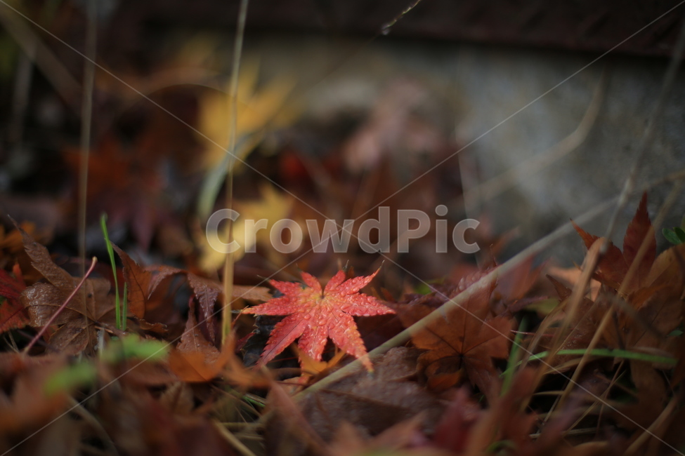한국,산,금오산,가을,단풍,korea,mountian,山,秋,紅葉,가을,계절,fall,autumn,season,leaf,잎,plant,식물,tree,나무