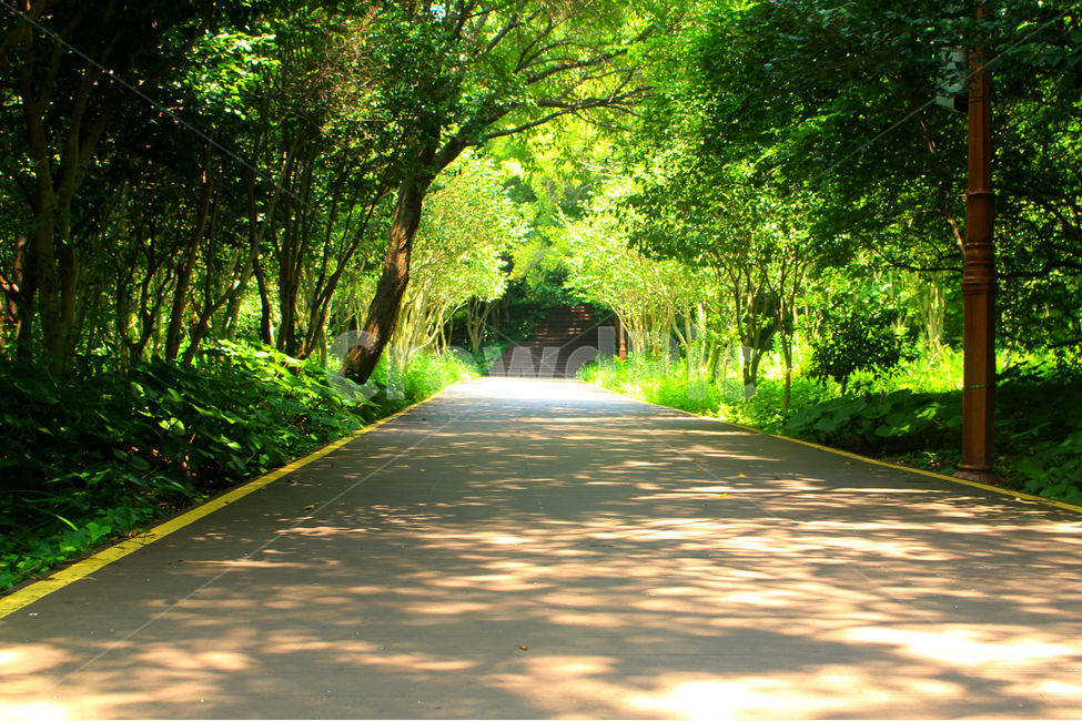 자연,식물,여름,숲,풍경,green,tree,나무,빛,그림자,자연,풍경,nature,landscape,road,도로,asphalt,아스팔트