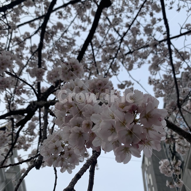 plant,식물,flower,꽃,blossom,벚꽃