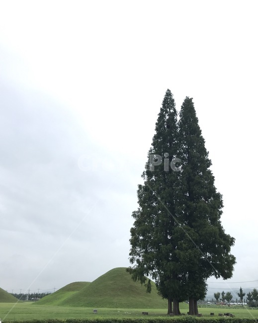 나무,tree,field,경주,식물,능,릉,자연,풍경,nature,landscape,outdoors,옥외,grassland,목초지,들,plant,ornament,장식,christmas tree,크리스마스 트리
