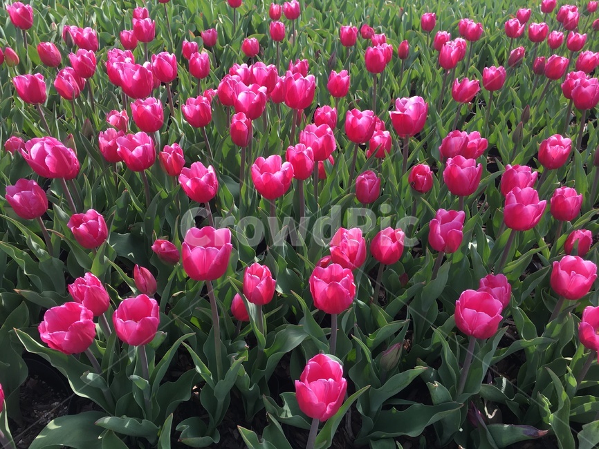 튤립,순천국가정원,봄,꽃,힐링,자연,식물,자연,plants,nature,꽃,flower