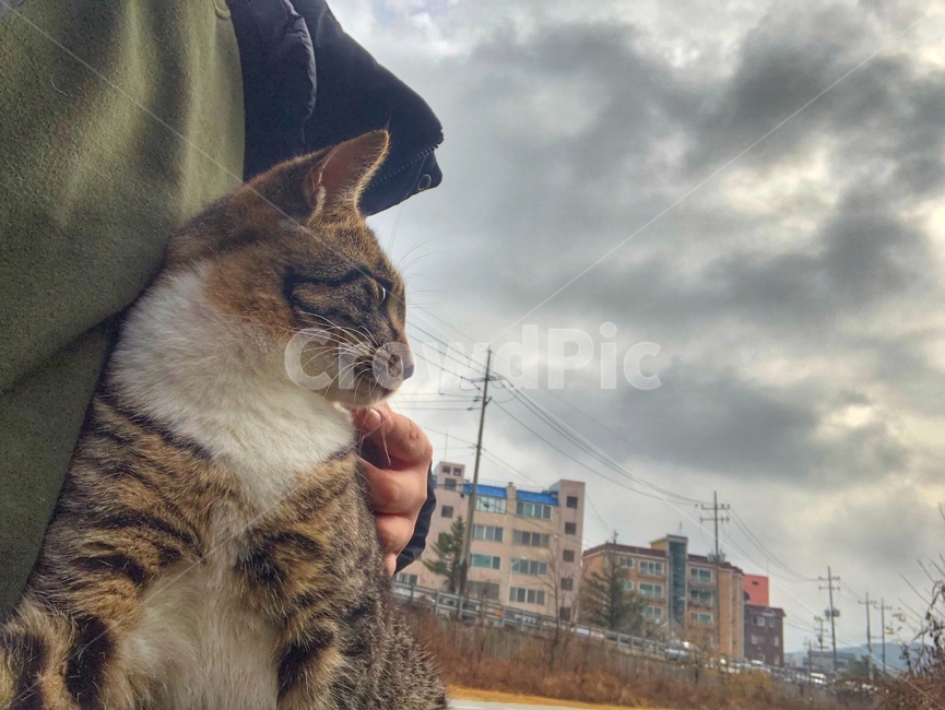 고양이,동물,길고양이,하늘,건물,동물,animal,포유류,mammal,고양이,cat,kitten,kitty