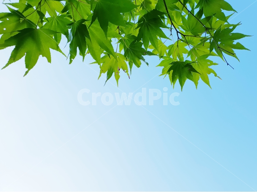 식물,자연,하늘,green,nature,그린,초록,배경,백그라운드,배경이미지,background,여름,힐링,식물,자연,plants,nature