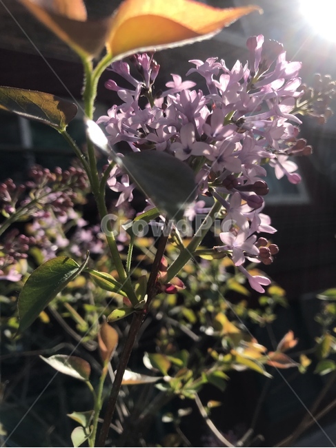식물,꽃,plants,flower,purple,blossom,라일락,보라색