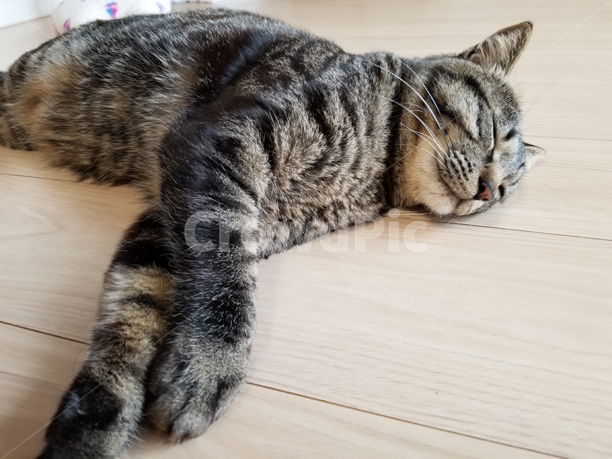 야옹이,자는고양이,잠자는고양이,펫,고양이자는모습,냥이,잠자는냥이,동물,pet,애완동물,cat,고양이