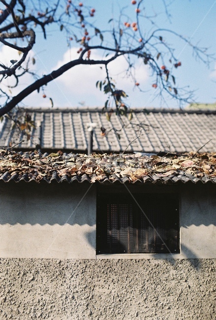 가을길,소제동,가을풍경,일상,휴식,가을감성,가을,계절,fall,autumn,season,건축물,건물외관,exterior,building,structure,architecture,construction