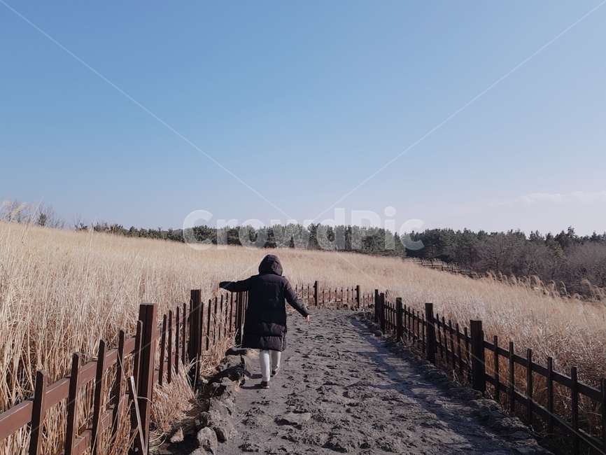 갈대,제주도,가을,뒷모습,오름