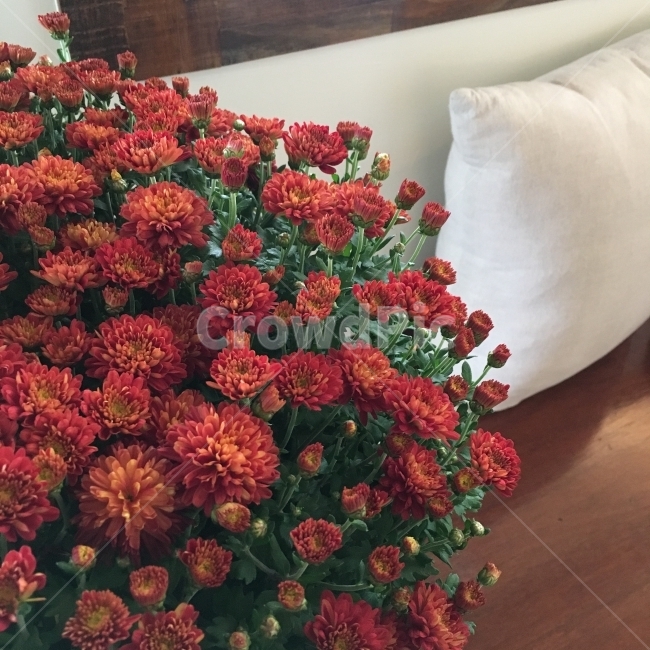 꽃,국화,카페,분위기,flower,식물,자연,plants,nature,꽃,flower,실내용화초,화분,화초,house plant,인테리어,실내디자인,interior design