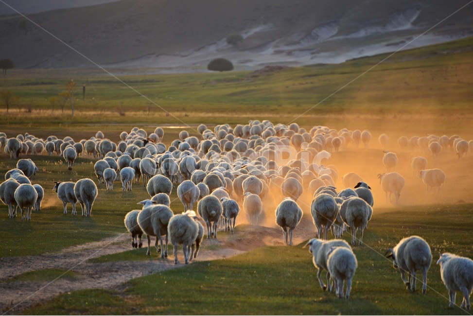 outdoors,옥외,grassland,목초지,field,들,landscape,경치,nature,자연,scenery,풍경,중국,몽고,패상,패상가을,양떼,패상양떼,flock,대군,animal,동물,목축업,목장,livestock farming,ranching,pasture