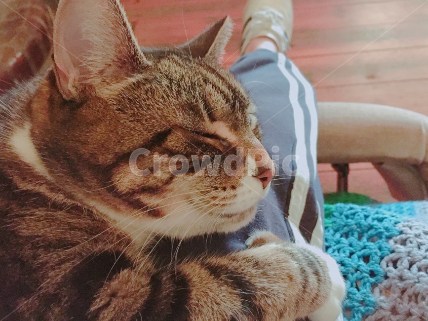 고양이,행복한고양이,애옹이,냐옹이,집사,동물,animal,포유류,mammal,고양이,cat,kitten,kitty