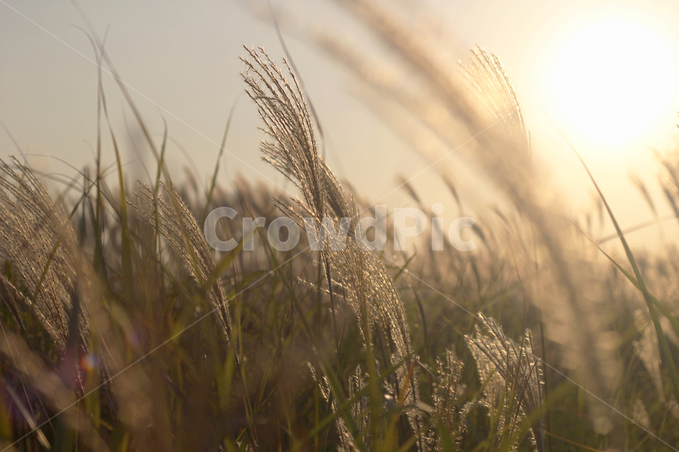 꽃,노을,햇살,풍경,경치,가을,계절,fall,autumn,season,자연,풍경,nature,landscape,식물,plants,감성,sensible,feeling,grass,잔디,plant