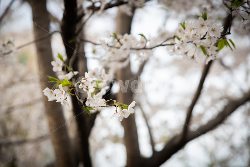 봄,spring,벗꽃,cherrytree,서울,korea,송파,봄,계절,spring,season,plant,식물,flower,꽃,blossom